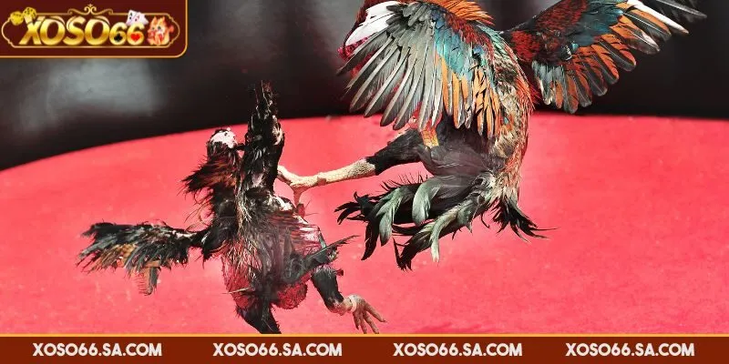 Đá Gà Trực Tiếp XOSO66 - Sân Chơi Đỉnh Cao Mỗi Ngày 2 Đá gà trực tiếp XOSO66 được phát sóng chất lượng cao
