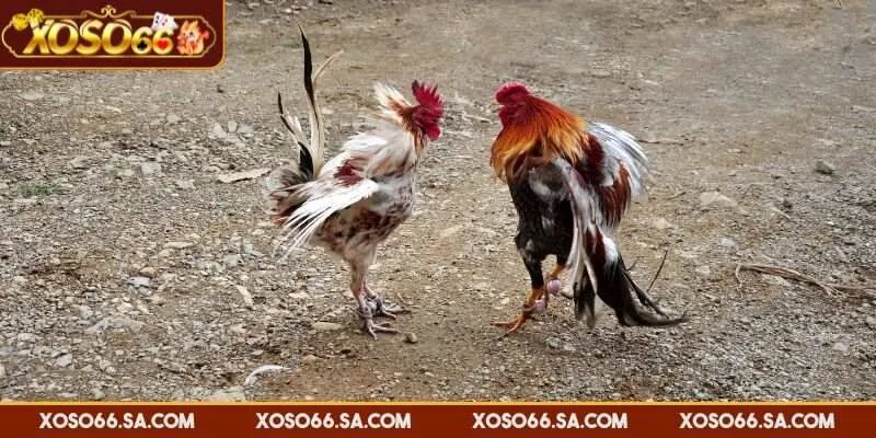 Đá Gà Trực Tiếp XOSO66 - Sân Chơi Đỉnh Cao Mỗi Ngày 4 Kèo Meron trả thưởng tuỳ vào độ chênh lệch của hai bên