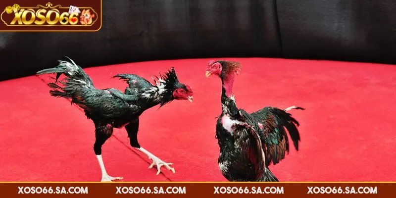 Đá Gà Trực Tiếp XOSO66 - Sân Chơi Đỉnh Cao Mỗi Ngày 3 Trận đấu cựa dao với các chiến kê to khoẻ và vũ khí sắc nhọn