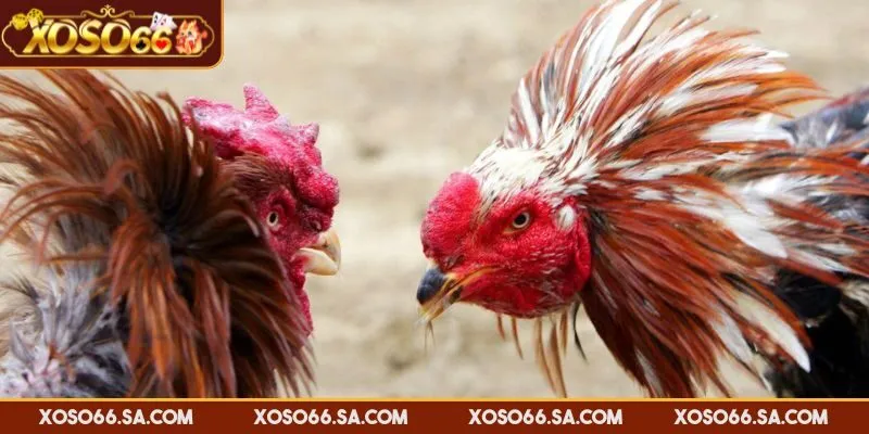 Hướng Dẫn Chơi Đá Gà XOSO66 Chi Tiết Và Mẹo Cược Thắng 4 Nên chọn vào cửa Meron với những trận không đồng đều về thể lực