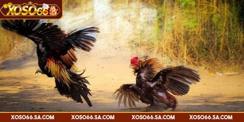 Hướng Dẫn Chơi Đá Gà XOSO66 Chi Tiết Và Mẹo Cược Thắng 3 Chọn vào đấu trường mà bạn quan tâm để theo dõi và cược