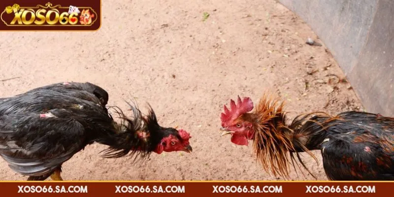 Hướng Dẫn Chơi Đá Gà XOSO66 Chi Tiết Và Mẹo Cược Thắng 2 Hướng dẫn chơi đá gà XOSO66 với ba cửa cược cơ bản