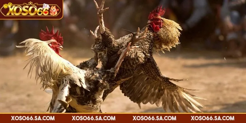 Kinh Nghiệm Đá Gà XOSO66 Giúp Tối Ưu Chiến Thắng Lớn 3 Kinh nghiệm đá gà XOSO66 đặt cược vào chiến kê mạnh