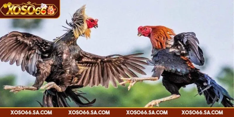 Kinh Nghiệm Đá Gà XOSO66 Giúp Tối Ưu Chiến Thắng Lớn 2 Sân chơi đá gà tối ưu tốc độ và phát sóng chất lượng