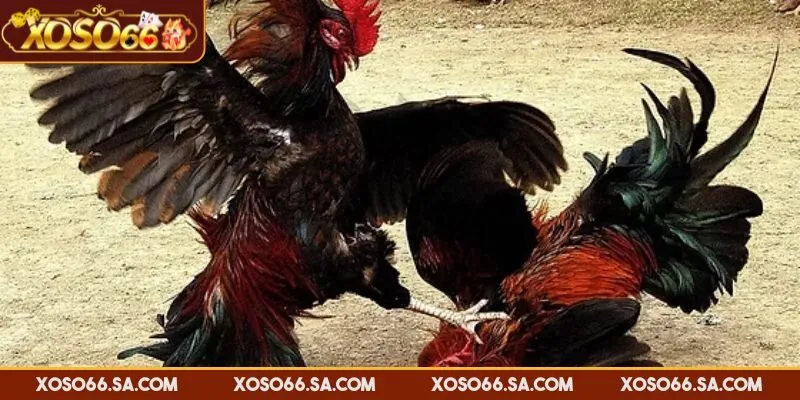 Xem Đá Gà Online XOSO66 Chất Lượng Cao, Cập Nhật Nhanh 4 Chọn từ danh sách trận đấu bạn muốn theo dõi và cược