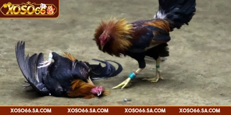 Xem Đá Gà Online XOSO66 Chất Lượng Cao, Cập Nhật Nhanh 2 Xem đá gà online XOSO66 với đường truyền chất lượng cao