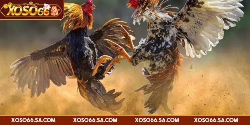 XOSO66 Đá Gà Campuchia – Trải Nghiệm Đấu Trường Đỉnh Cao 3 Cựa sắt giúp chiến kê ra đòn chắc chắn và nhanh thắng