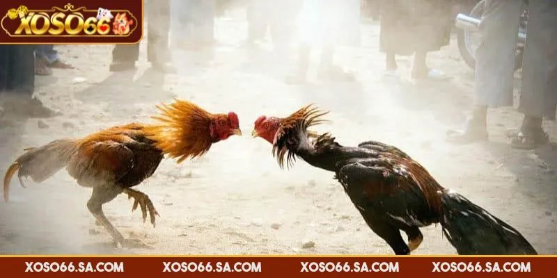 XOSO66 Đá Gà Thomo – Sân Chơi Trực Tuyến Cuốn Hút Nhất 4 Đặt cược dựa trên quan sát và tìm hiểu chiến kê