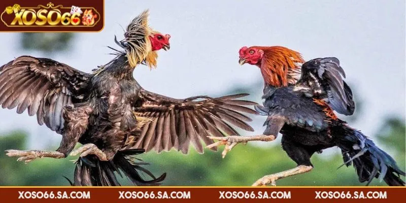 XOSO66 Đá Gà Thomo – Sân Chơi Trực Tuyến Cuốn Hút Nhất 3 Mỗi chiến kê được chọn lọc và kiểm tra kỹ càng